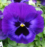 3.5" pot - Pansy