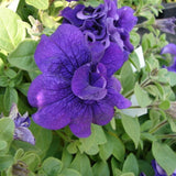 3.5" pot - Petunia