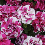 3.5" pot - Petunia