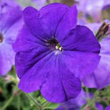 3.5" pot - Petunia