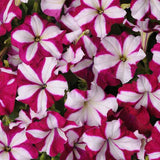 3.5" pot - Petunia