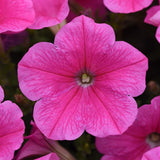 3.5" pot - Petunia