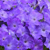 3.5" pot - Petunia
