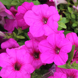 3.5" pot - Petunia