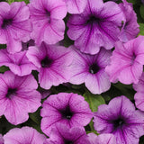 3.5" pot - Petunia