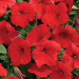 3.5" pot - Petunia