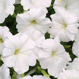3.5" pot - Petunia