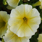 3.5" pot - Petunia
