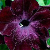 3.5" pot - Petunia