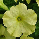 3.5" pot - Petunia