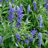 3-pack - Salvia