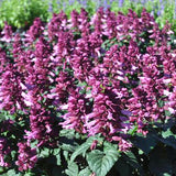 3.5" pot - Salvia