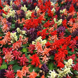 3-pack - Salvia