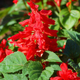 3.5" pot - Salvia