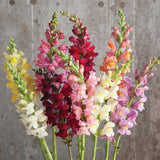 3-pack - Snapdragon