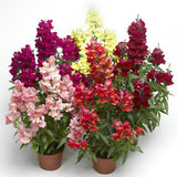 3-pack - Snapdragon