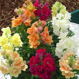 3-pack - Snapdragon