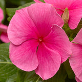 3.5" pot - Vinca