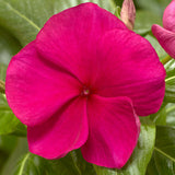 3.5" pot - Vinca