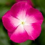 3.5" pot - Vinca