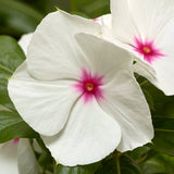 3.5" pot - Vinca