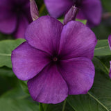 3.5" pot - Vinca