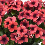 3.5" pot - Vinca