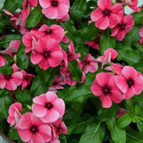 3.5" pot - Vinca