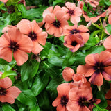 3.5" pot - Vinca
