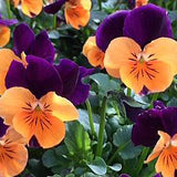 3.5" pot - Viola