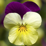 3.5" pot - Viola