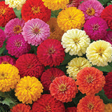 3-pack - Zinnia