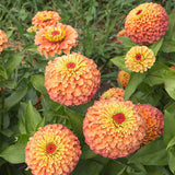 3.5" pot - Zinnia