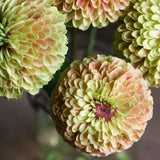 3.5" pot - Zinnia