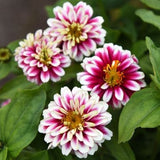 3.5" pot - Zinnia
