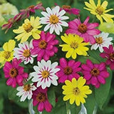 3-pack - Zinnia