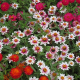 3.5" pot - Zinnia
