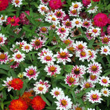 3.5" pot - Zinnia