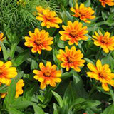 3.5" pot - Zinnia