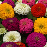 3-pack - Zinnia