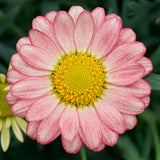 5" pot - Argyranthemum Aramis