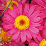 5" pot - Argyranthemum Aramis