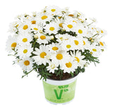 5" pot - Argyranthemum Aramis