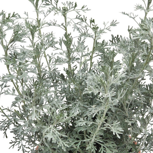 4.5" pot - Artemisia Parfum d'Ethiopia