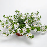 4" pot - Bacopa White
