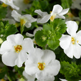 4" pot - Bacopa White