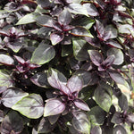 Herb - 4" pot