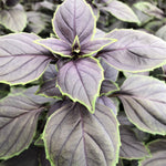Herb - 4" pot