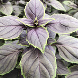 Herb - 4" pot