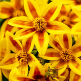 4" pot - Bidens Stellar Orange Star